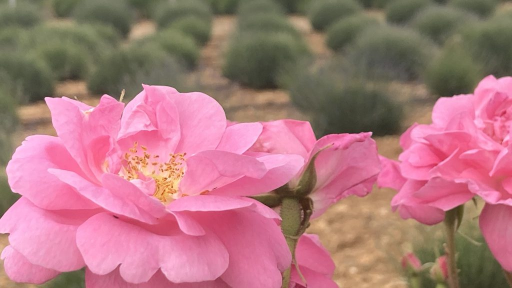 Meerdaagse Rozen studiereis naar Isparta - Verken de essentie van Rozenolie