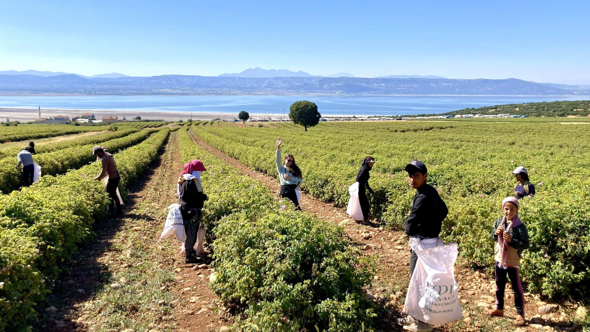 Meerdaagse Rozen studiereis naar Isparta - Verken de essentie van Rozenolie