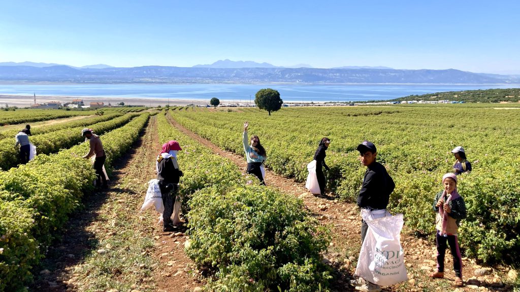 Rozenreis; studiereis met AromaWise in Turkije.