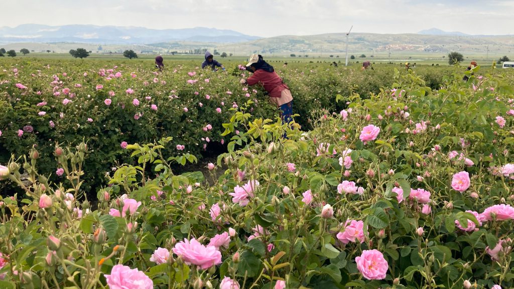 Meerdaagse Rozen studiereis naar Isparta - Verken de essentie van Rozenolie