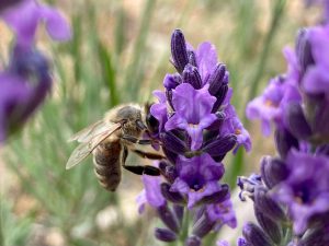 Oogst, destilleer en creëer met lavendel. AromaWise by Joanne