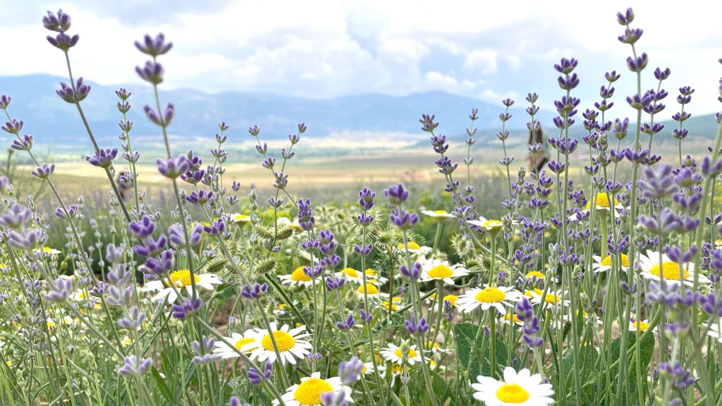 Lavendel: van velden in de Provence tot wereldwijde geurwijsheid AromaWise by Joanne