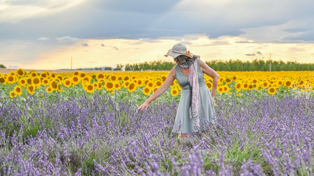 Lavendel: van velden in de Provence tot wereldwijde geurwijsheid AromaWise by Joanne