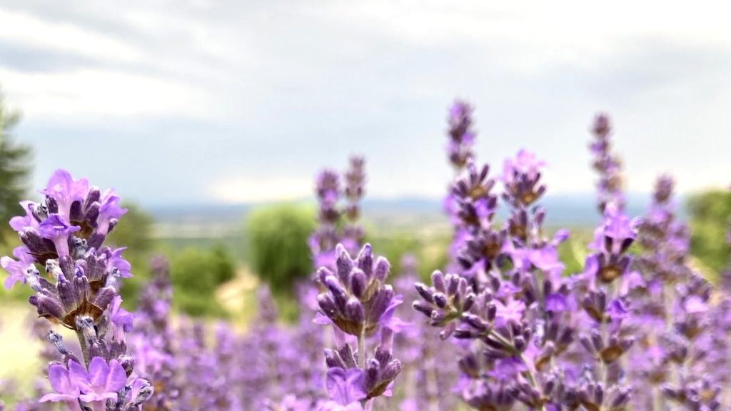 Lavendel: van velden in de Provence tot wereldwijde geurwijsheid AromaWise by Joanne