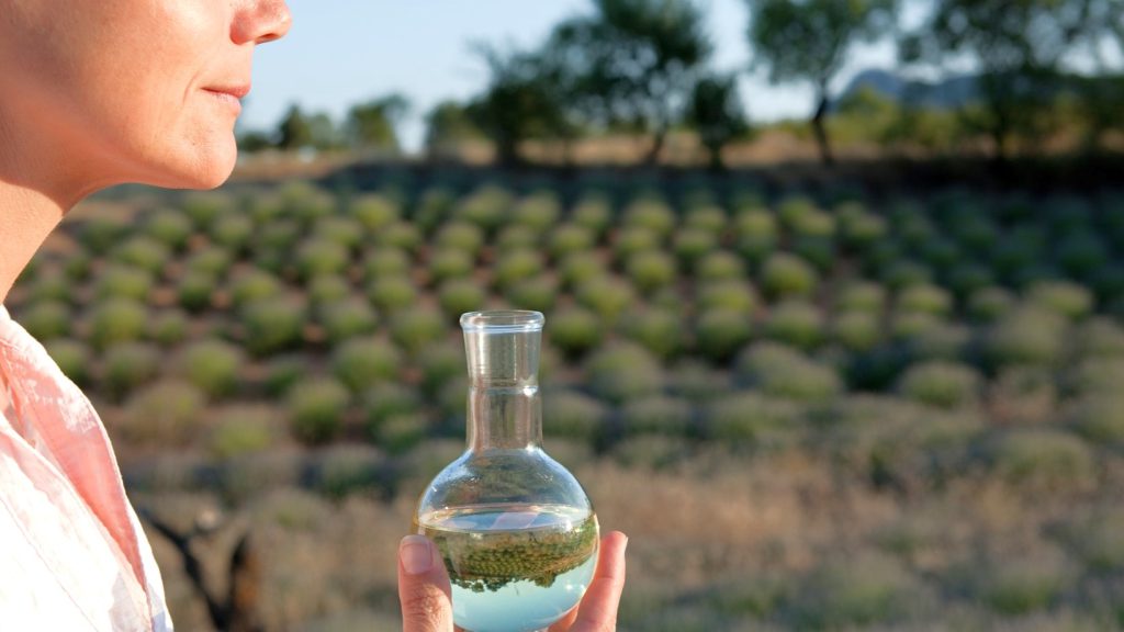 Lavendel: van velden in de Provence tot wereldwijde geurwijsheid AromaWise by Joanne