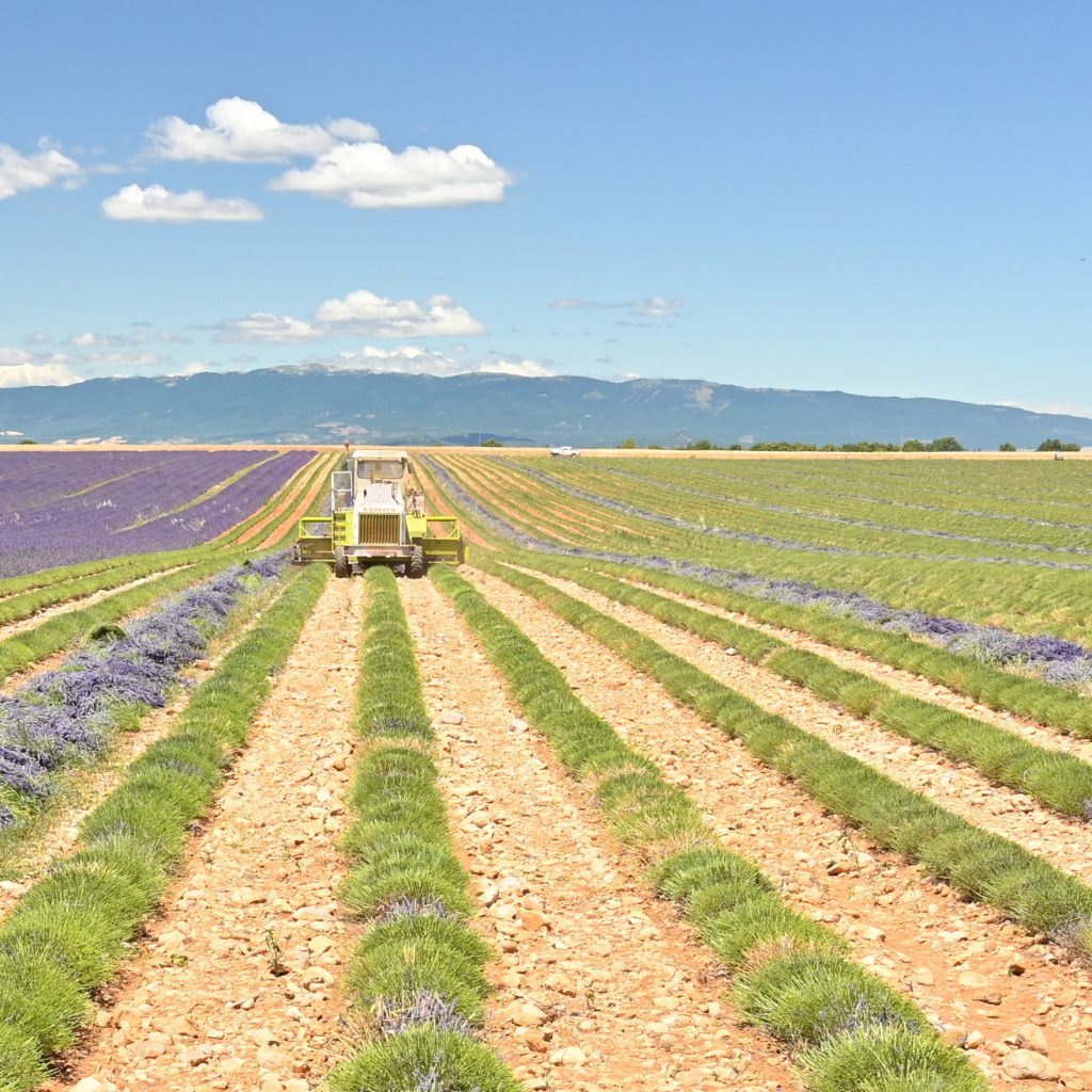 Lavendel: van velden in de Provence tot wereldwijde geurwijsheid AromaWise by Joanne