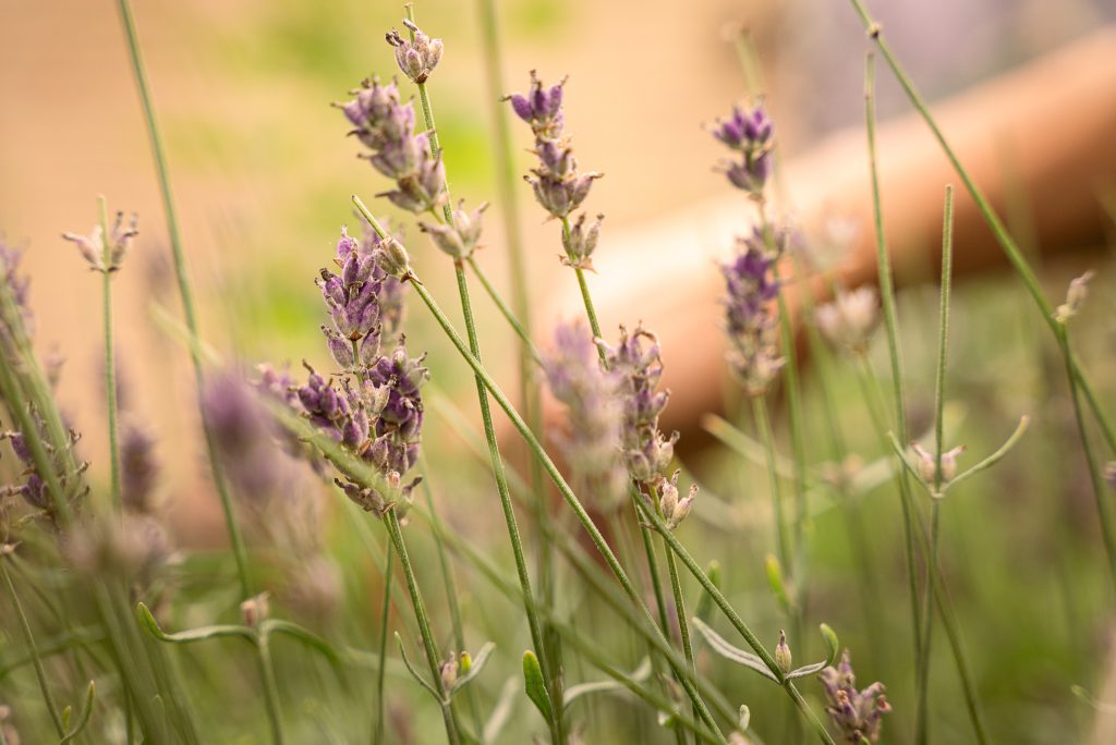 Lavendel etherische olie, een druppel vol kracht, kennis en ziel. AromaWise by Joanne