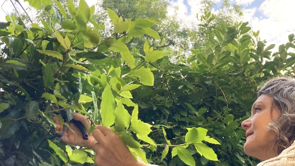 Laurier: van blad tot etherische olie en hydrolaat AromaWise by Joanne