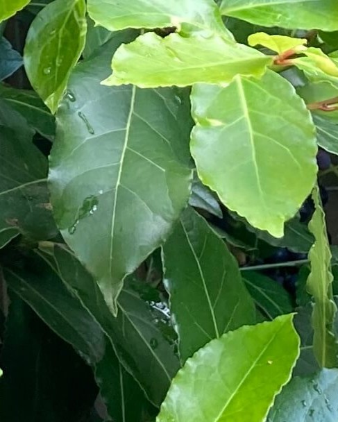 Laurier: van blad tot etherische olie en hydrolaat AromaWise by Joanne