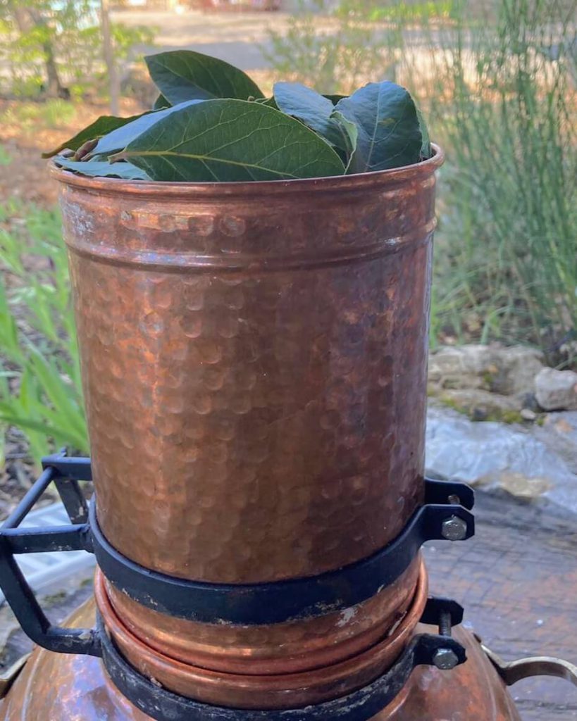 Laurier: van blad tot etherische olie en hydrolaat AromaWise by Joanne