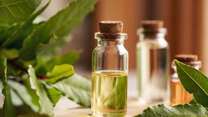 Laurier: van blad tot etherische olie en hydrolaat AromaWise by Joanne