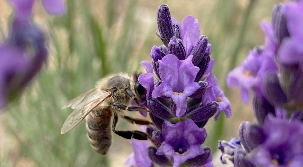 Lavendel destilleren, van bloem tot geurige essentie, lavendelolie