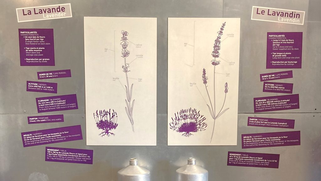 Lavendel destilleren, van bloem tot geurige essentie, lavendelolie