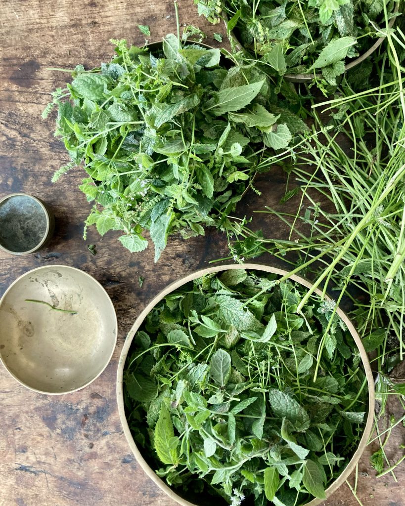 Verse munt geoogst en klaar om gedestilleerd te worden voor de Botanical Care Collection.