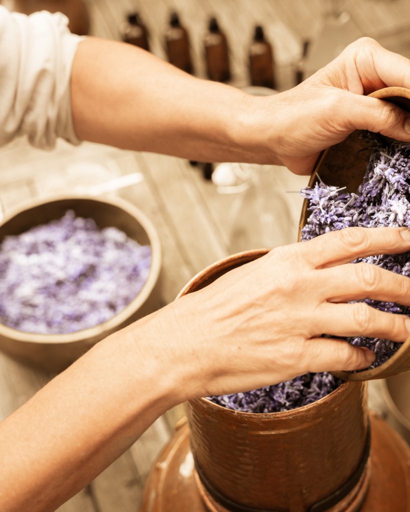 De geoogste lavendel uit Groningen klaar om gedestilleerd te worden voor de Botanical Care Collection.