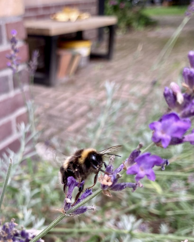 Bijen in de lavendeltuin van Will in Groningen. Het begin van de bijenwas voor onze collectie. 