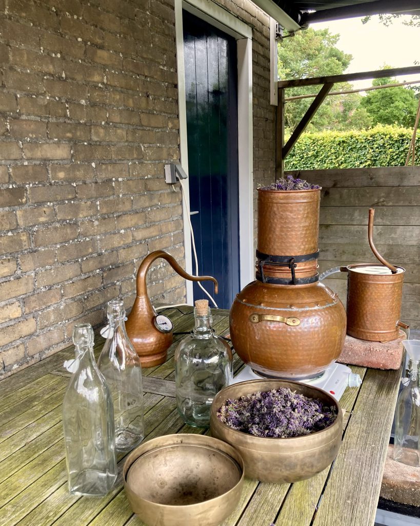 Lavendel geoogst in Groningen om te destilleren tot etherische lavendelolie en lavendelhydrolaat