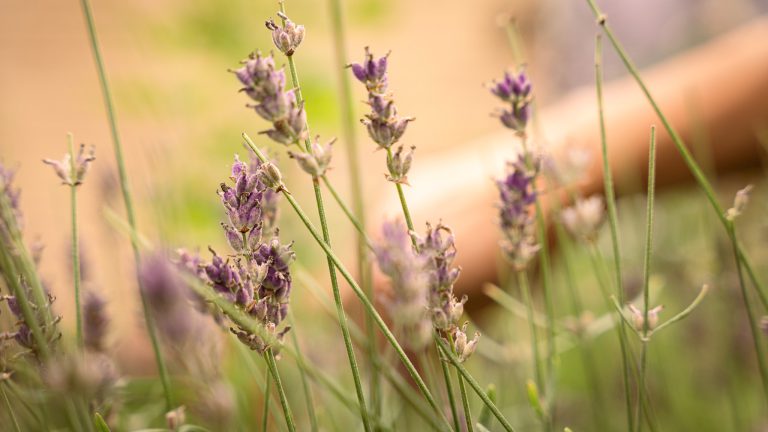 Lavandula Angustifolia
