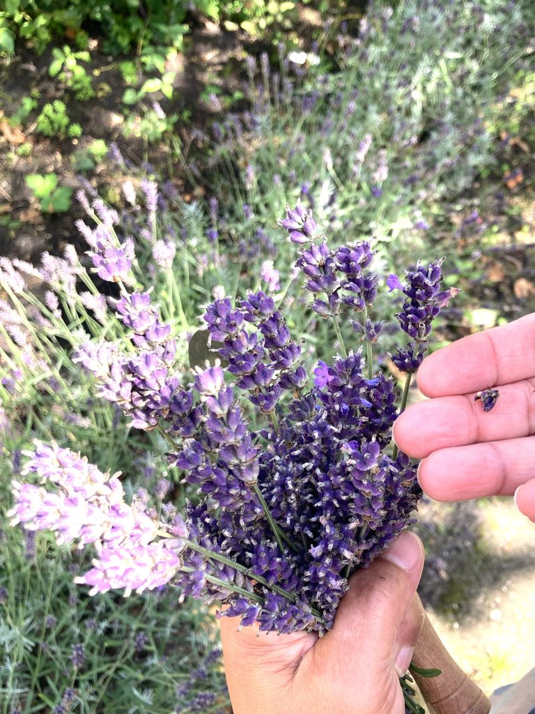 Verschillende soorten lavendel