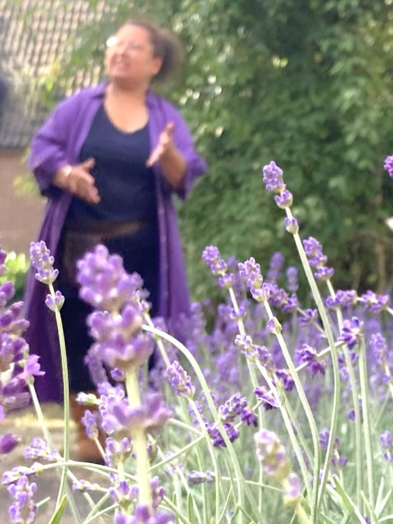 Lavendel oogsten in Nederland