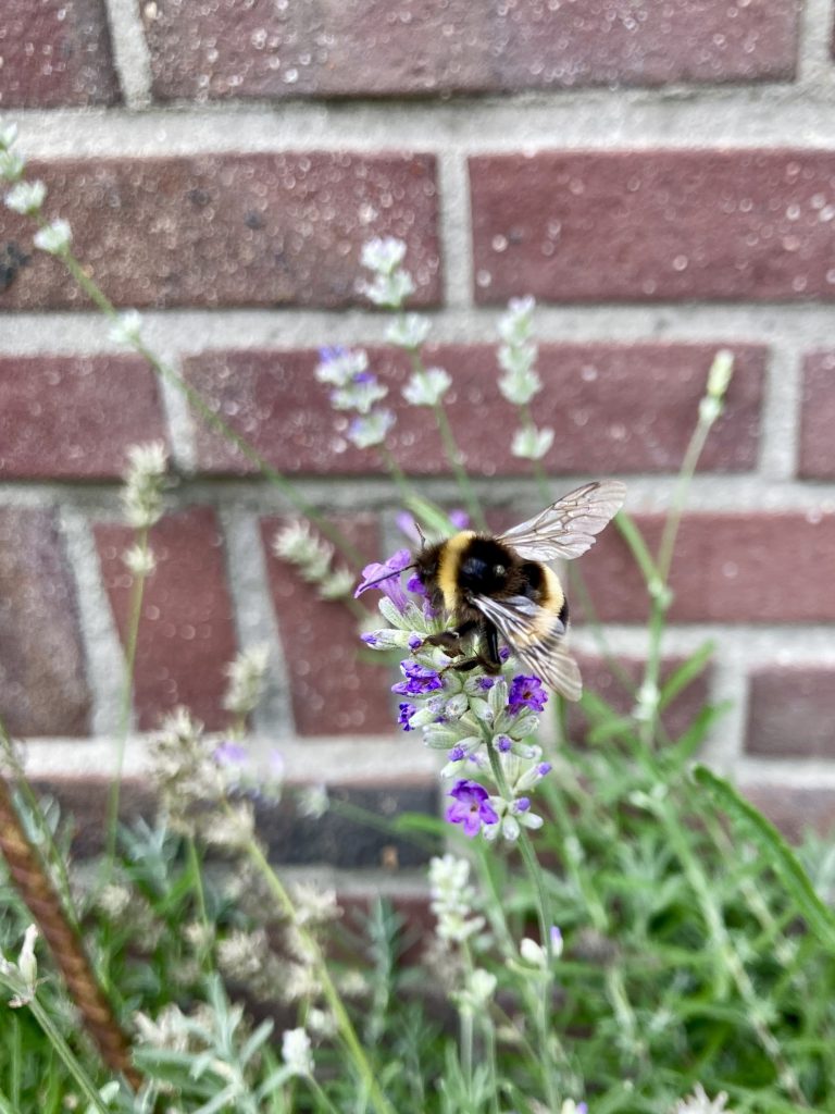 Bijen op lavendelstruiken in de tuin van Will.