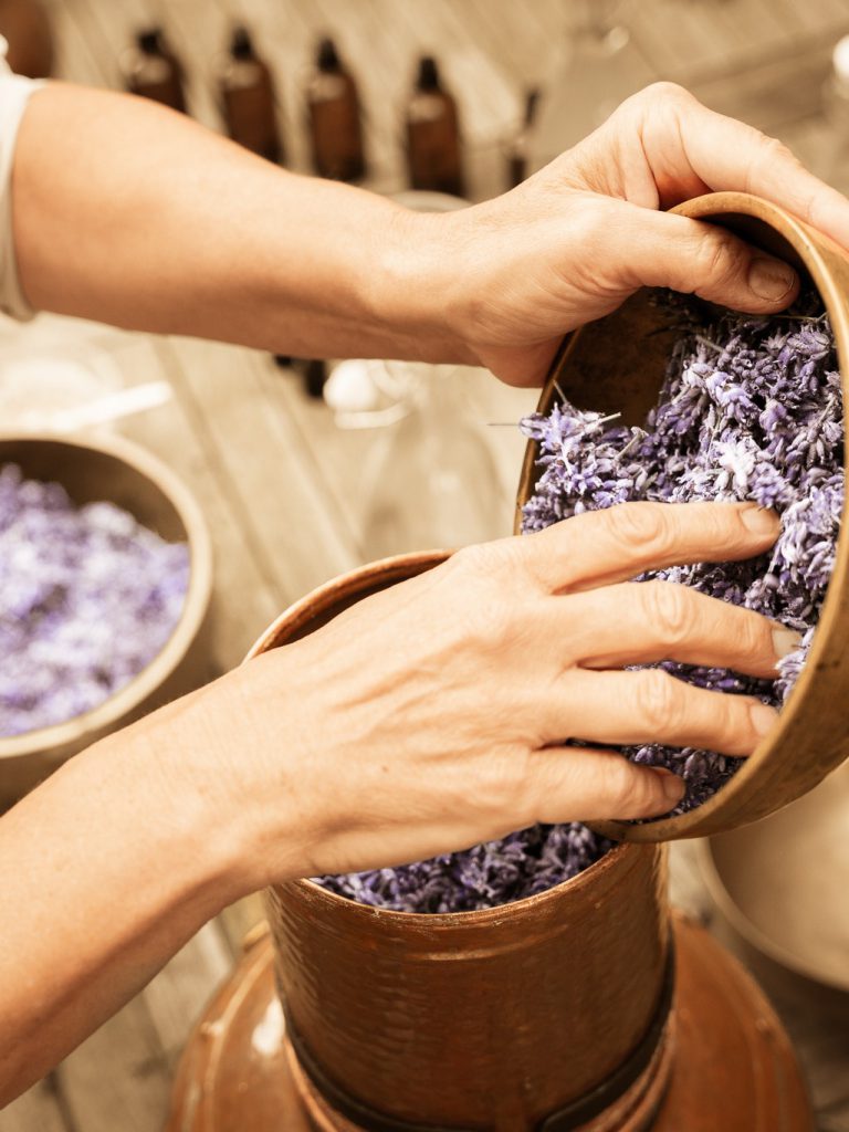 Biologische lavendel wordt gedestilleerd